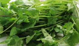 香菜吃多了会怎么样？老饕的血泪史告诉你真相！
